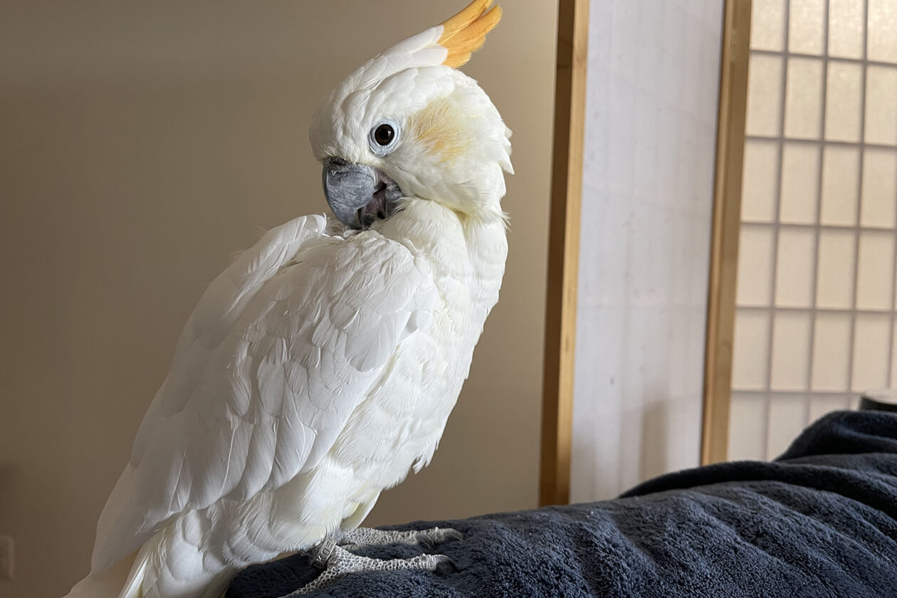 how much is a cockatoo